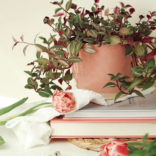 Charlotte Manser Candy Floss Pink Planter 12cm